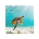 image 1 of photo of Sea turtle in the Galapagos island Designer Splash Back | White