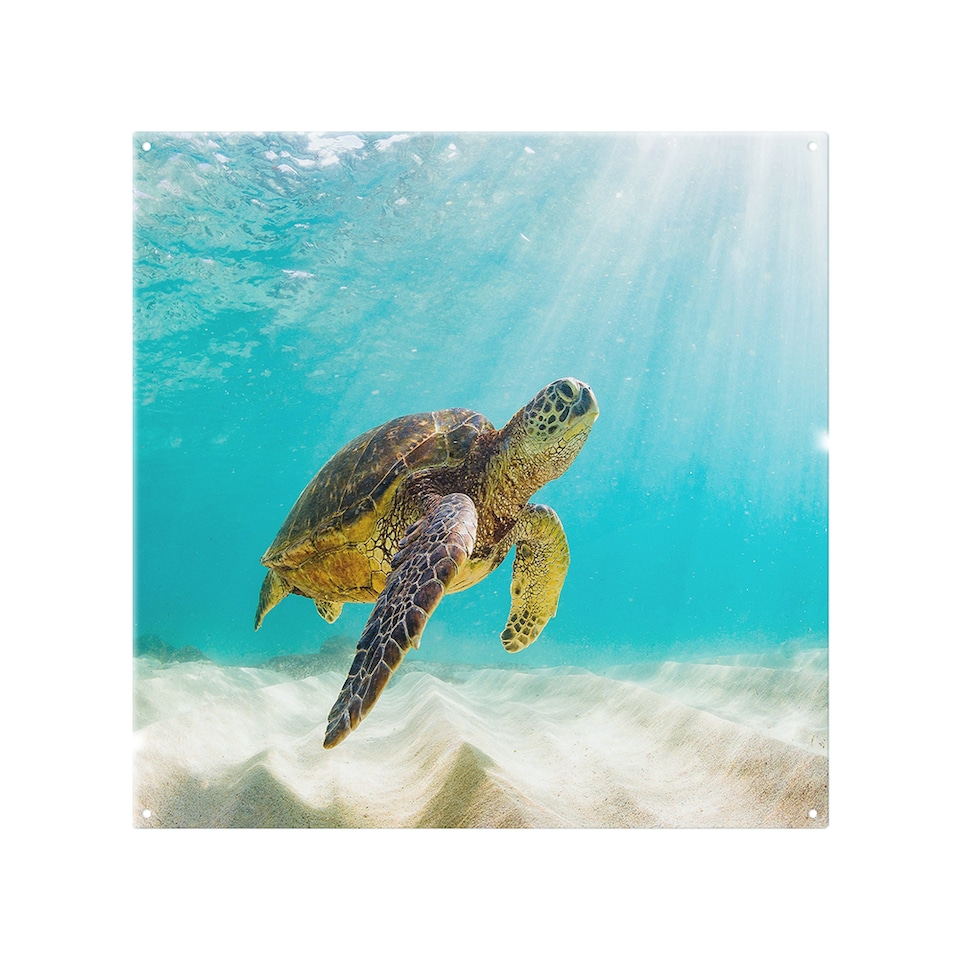 image 1 of photo of Sea turtle in the Galapagos island Designer Splash Back | White