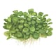 image 7 of Tropica Anubias barteri 'Mini Coin' (Easy, Foreground/Attach) 1-2-Grow!