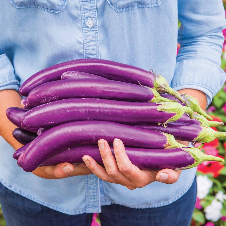 image 1 of Marshalls Garden Aubergine Seeds 'Purple Knight' Compact, Disease-Resistant Variety 10 seeds
