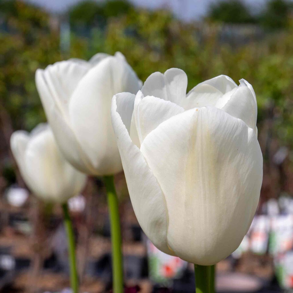image 1 of Marshalls Garden Tulip Bulbs 'Clearwater' 10 Pack