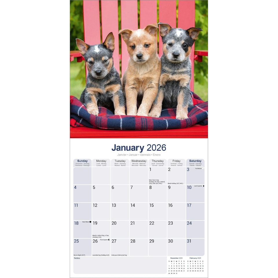 image 1 of Australian Cattle Dog 2026 Calendar | Square Wall Calendar | Dog Breed Gift | Plastic Free Packaging | by Avonside Publishing