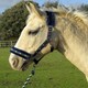 image 2 of Rhinegold Crystal Star Headcollar & Rope Set Green | Size: Full
Colour: Navy/Green