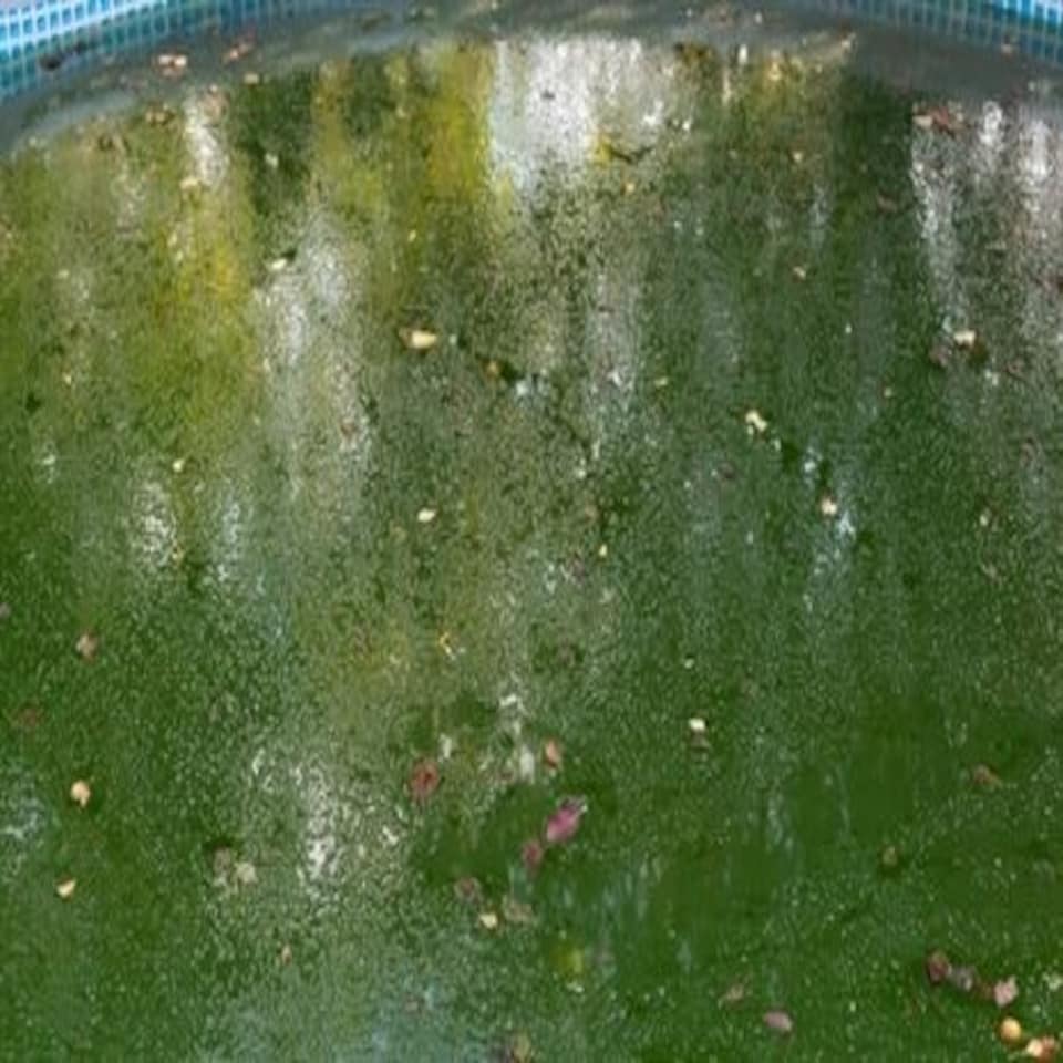 High Quality Algaecide 2 Litres Algicide algae controller remover