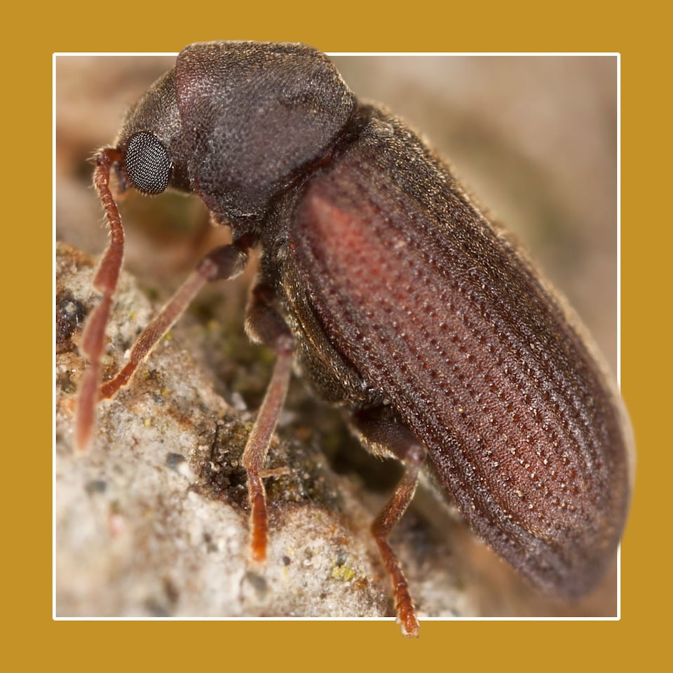 image 1 of Soluguard Woodworm Treatment - Ready For Use High Strength Woodworm Killer (5 Litre, Clear)