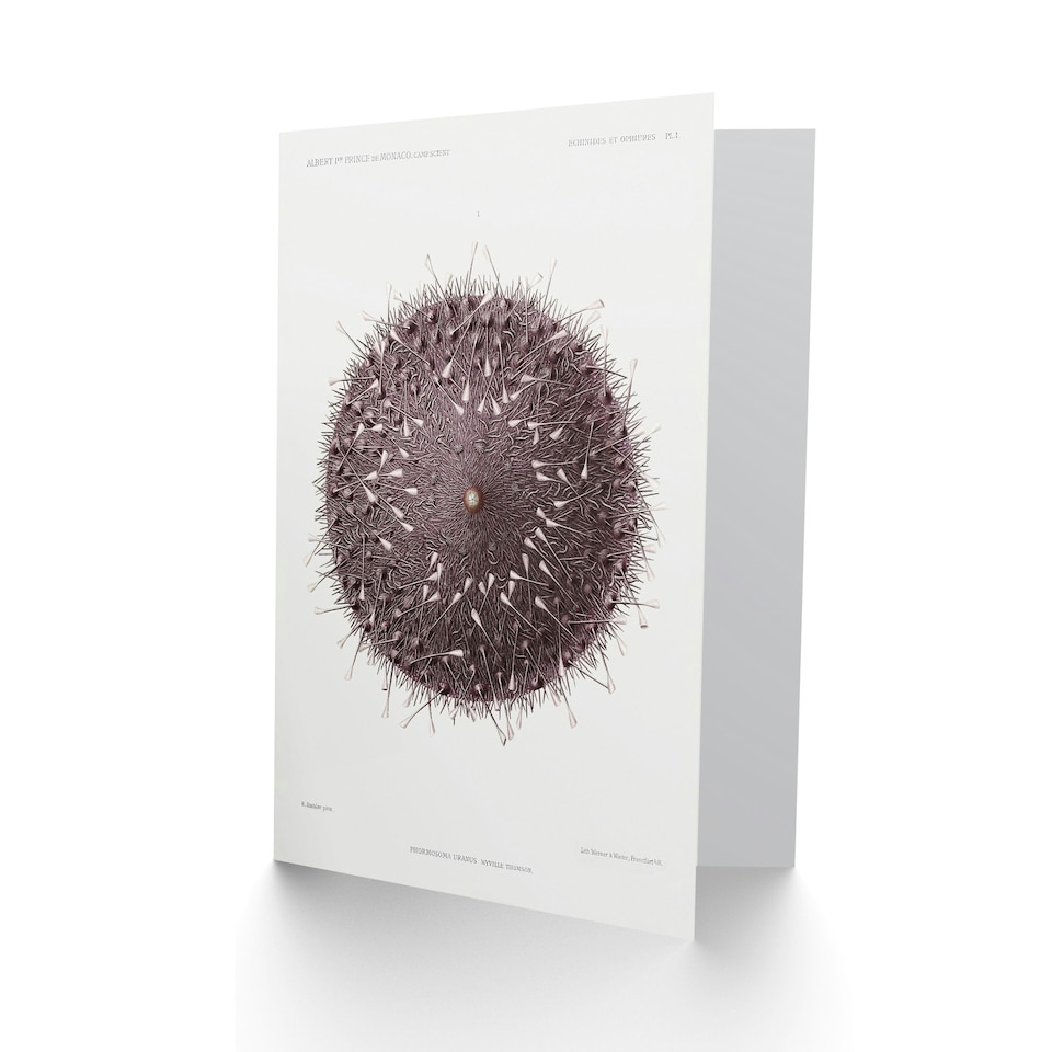 image 1 of Vintage Marine Life Art Card Sea Urchin Detailed Illustration