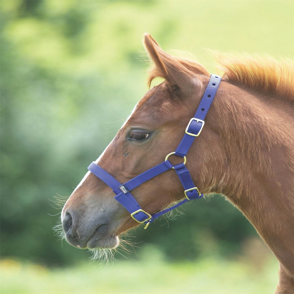 image 1 of Shires Foal Headcollar Red | Size: Foal
Colour: Red