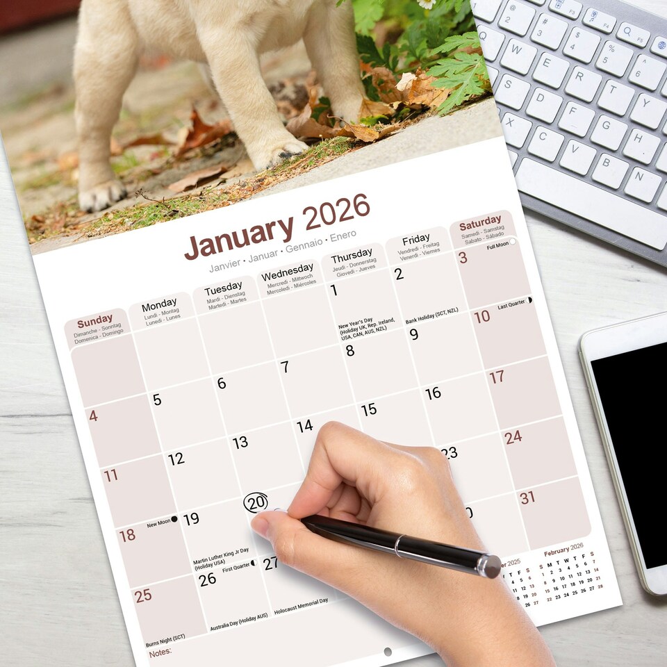 image 1 of Pug 2026 Calendar | Square Wall Calendar | Dog Breed Gift | Plastic Free Packaging | by Avonside Publishing