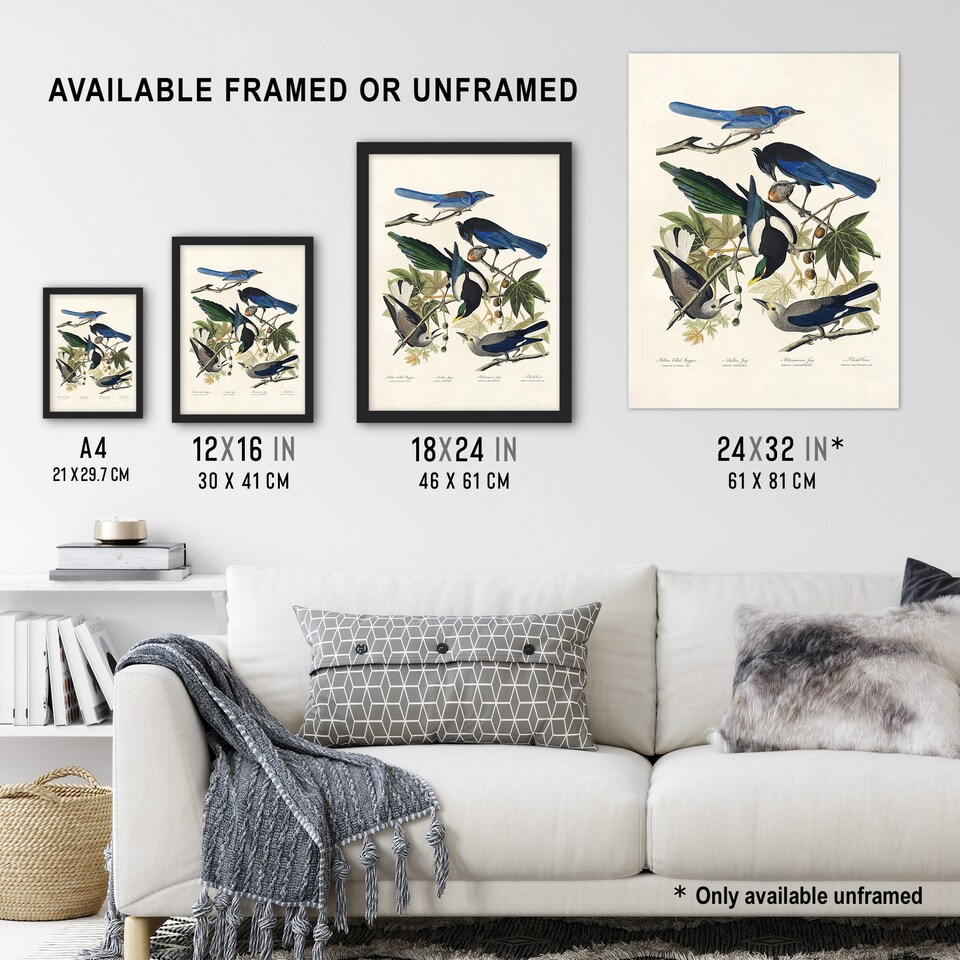 image 1 of Magpie Clarks Crow and Jays Audubon Nature Huge Wall Art Print 18X24 In