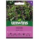 image 1 of Herb Basil Thai