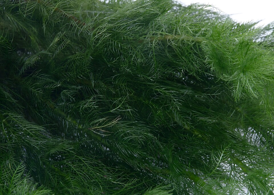 image 1 of Milfoil (Myriophyllum hippuroides) - Live Aquarium Plant for Midground Planting, No CO2 Needed - Fish Tank Plant