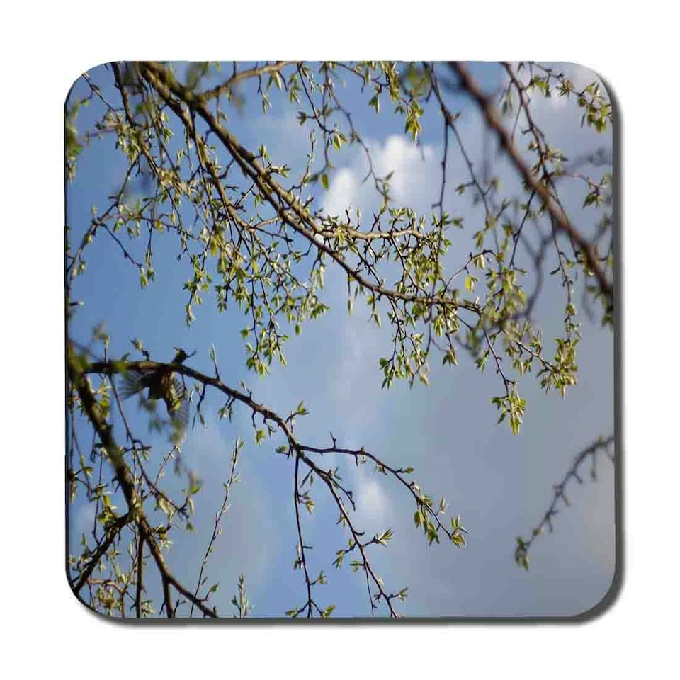 Tree Branches & Sky Coaster Set