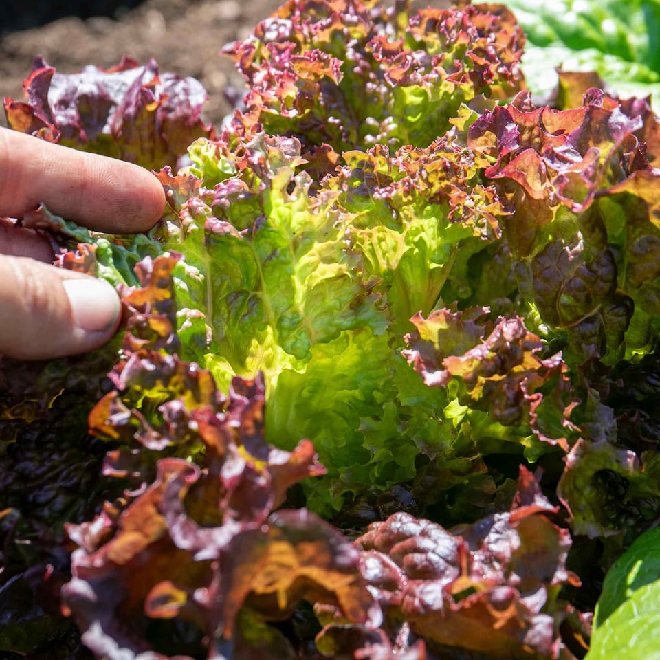 Red Lollo Marshalls Garden Lollo Rossa Lettuce Seeds - 300 Seeds | Green | Green ...