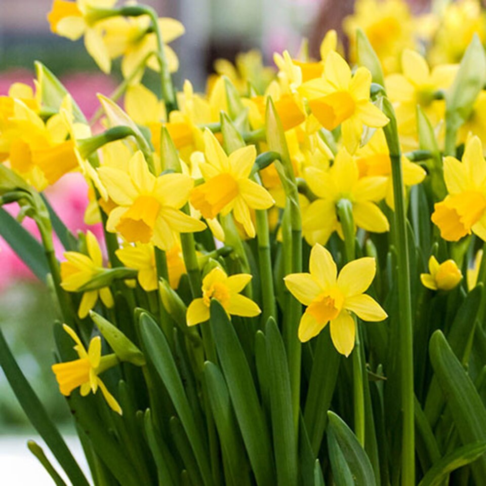 image 1 of YouGarden Narcissus 'Tete a Tete' Daffodil Bulbs, 200 x Bulbs, Ready to Plant for Early Spring Daffodil Flowers