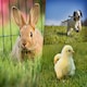 image 4 of Pegdev Pet Friendly Grass Seed Resilient High Yielding for Lawns and Pastures 100g