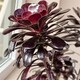 image 3 of 2 x Aeonium Arboreum Schwartzkopf in 9cm Pot - House Leek Indoor Houseplant