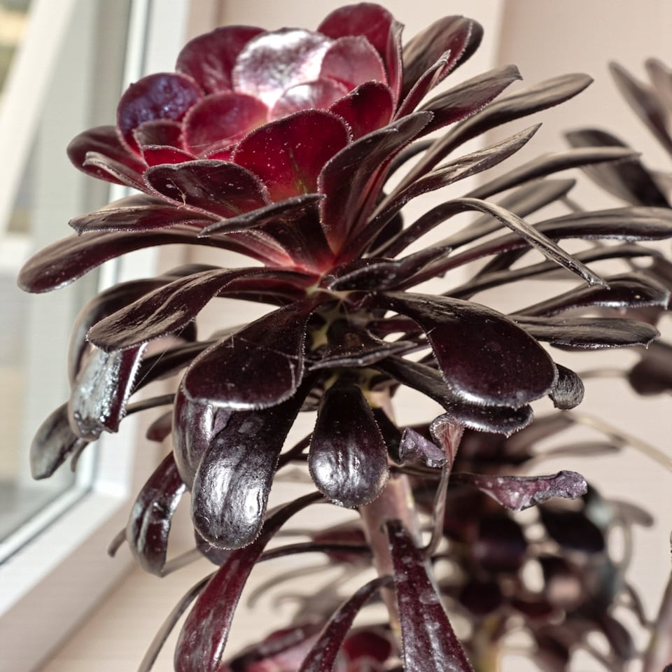 image 1 of 2 x Aeonium Arboreum Schwartzkopf in 9cm Pot - House Leek Indoor Houseplant