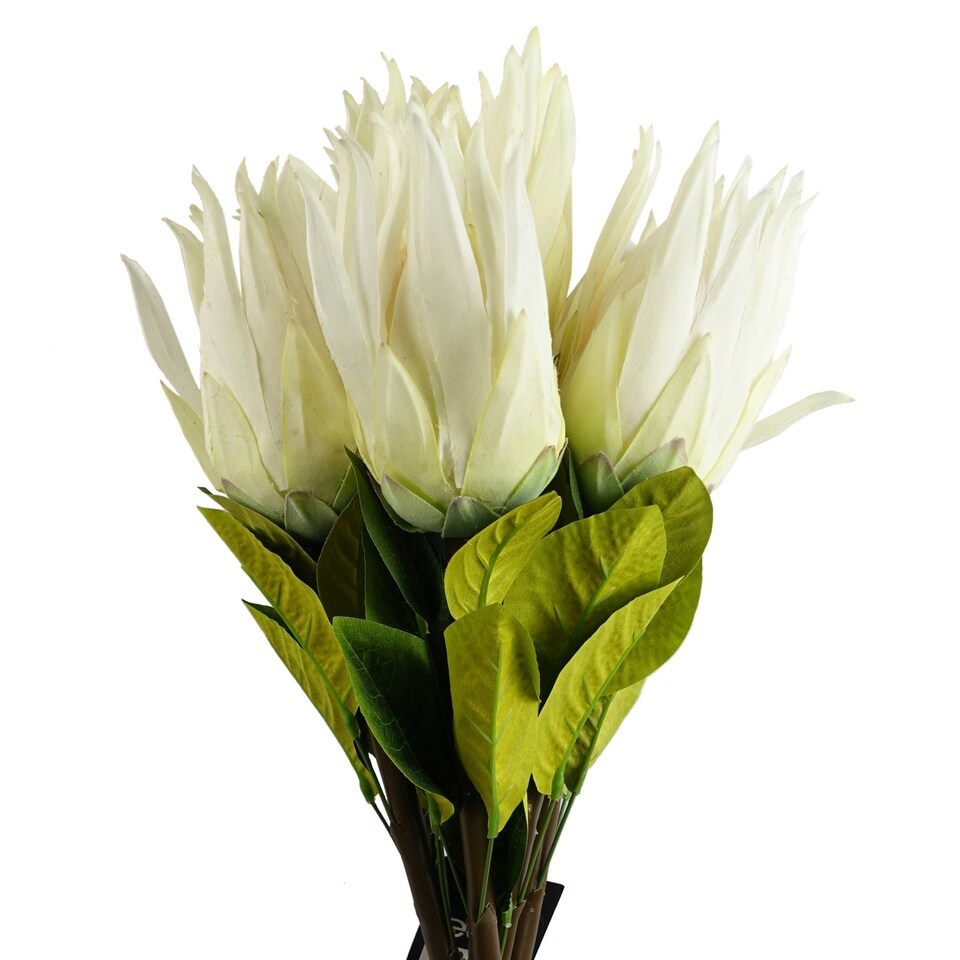 image 1 of 65cm Protea Sugarbush Flower Stem - White