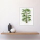 image 4 of Rhapis Flabelliformis Palm Tree Kerchove Wall Art Poster Print 12X16"