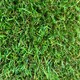 image 1 of 25mm Artificial Grass - 0.5m x 1m - Natural and Realistic Looking Fake Lawn Astro Turf | Green | 0.5M x 1M | 1