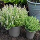 image 7 of Marshalls Garden Thyme (Thymus vulgaris) Fragrant Culinary & Groundcover Herb | Multi | Purple | 3 x 9cm Plants
