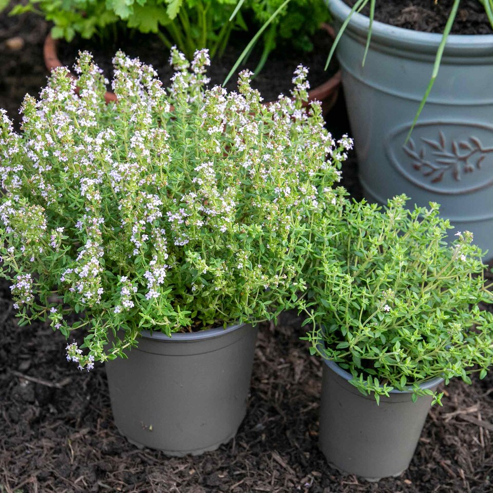 image 1 of Marshalls Garden Thyme (Thymus vulgaris) Fragrant Culinary & Groundcover Herb | Multi | Purple | 3 x 9cm Plants