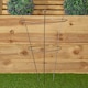image 4 of Pack of 2 Tom Chambers Herbaceous Bare Rusted Steel Garden Plant Support Medium 54cm x 40cm