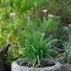 image 3 of Marshalls Garden Garlic Chive Allium tuberosum (3 x 9cm)