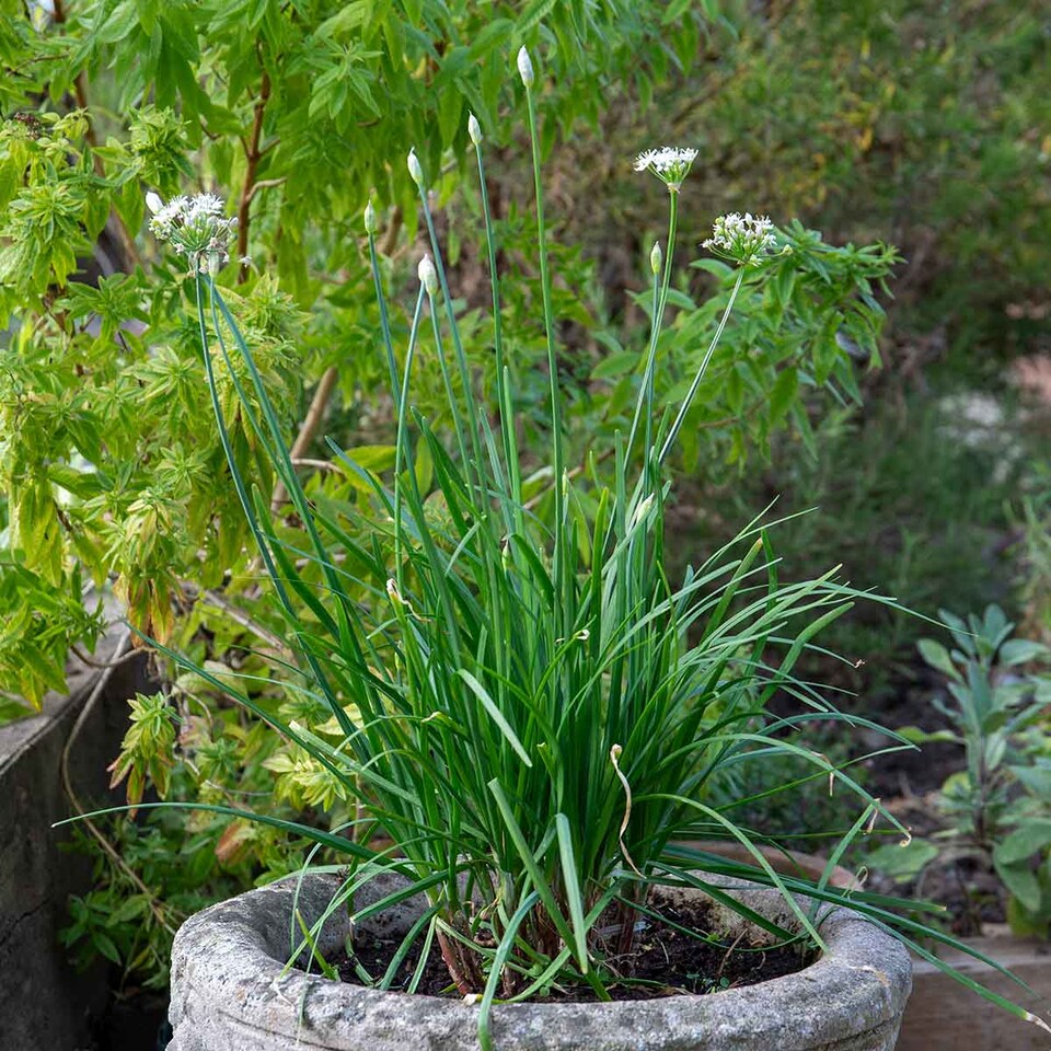 image 1 of Marshalls Garden Garlic Chive Allium tuberosum (3 x 9cm)