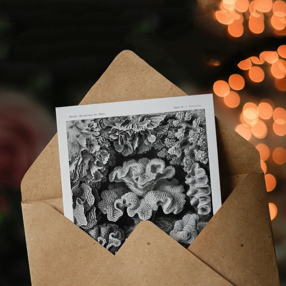 image 1 of Ernst Haeckel Art Card Hexacorallia Vintage Coral Illustration