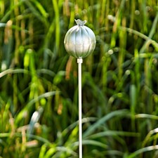 Recycled Iron Poppy Seed Head Garden Stake Decoration