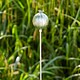 image 1 of Recycled Iron Poppy Seed Head Garden Stake Decoration