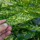 image 2 of Marshalls Garden Aucuba Japonica 'Golden Girl' - 3 x 9cm plants | Green | Gold and green-variegated | 3 x 9cm Plants