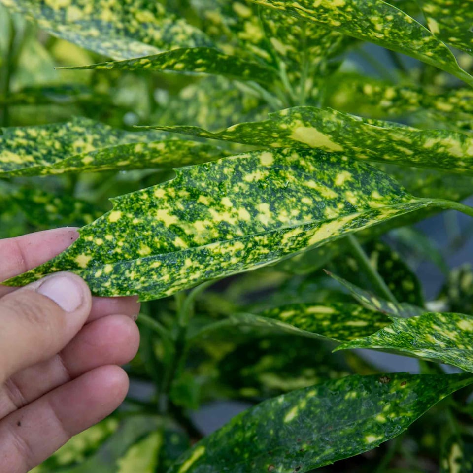 image 1 of Marshalls Garden Aucuba Japonica 'Golden Girl' - 3 x 9cm plants | Green | Gold and green-variegated | 3 x 9cm Plants