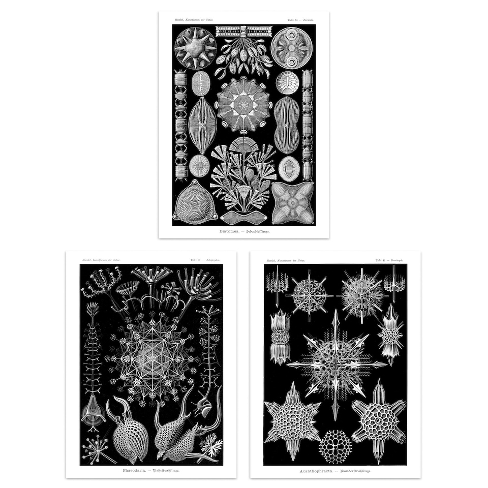image 1 of Set of 3 Vintage Haeckel Diatom Microalgae Black White Marine Life Wall Art Prints 12x16 Inch