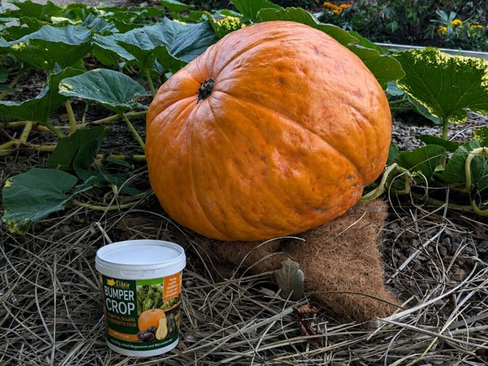image 1 of Elixir Gardens Pumpkin, Courgette & Squash Fertiliser | 15kg Bag