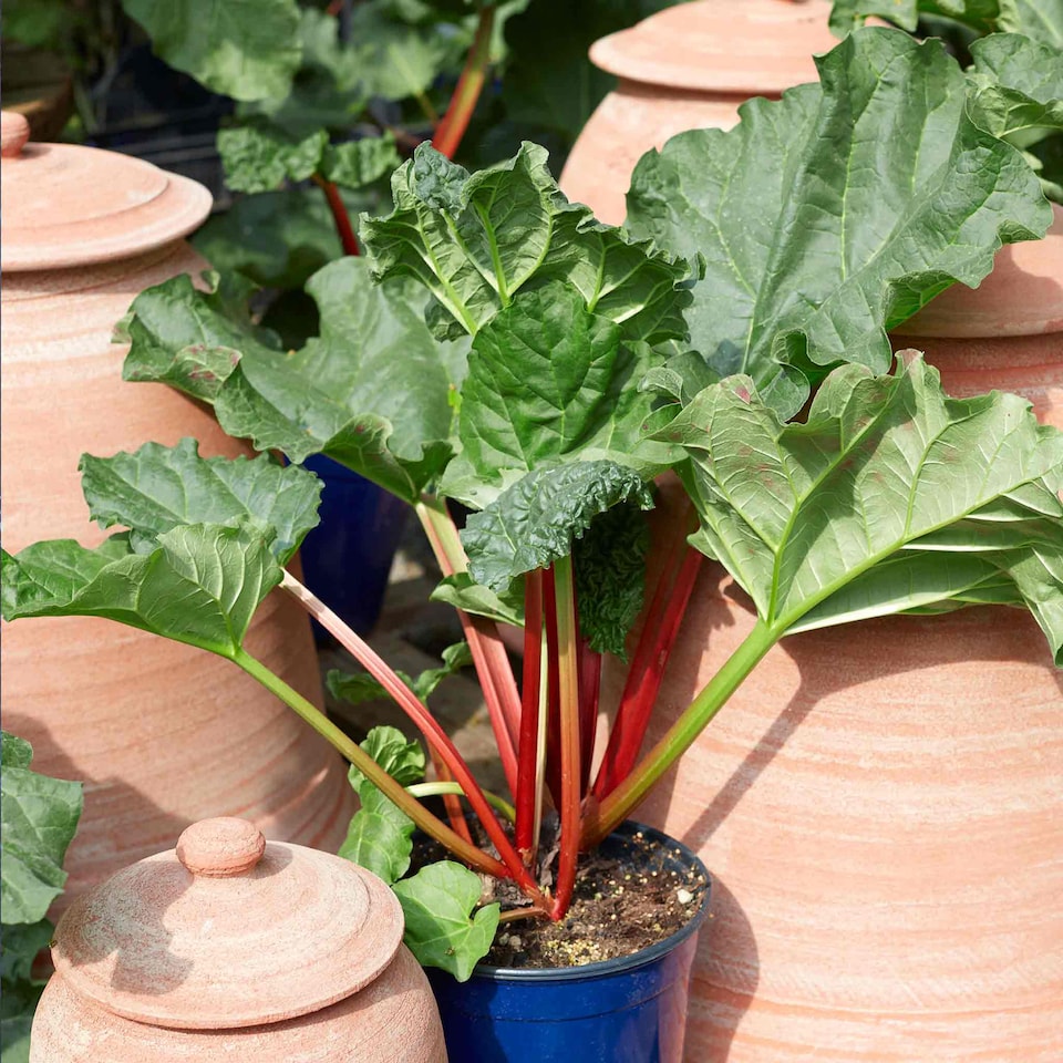 image 1 of Marshalls Garden Rhubarb Collection - 3 Crowns | Green | Green, Red