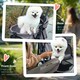 image 10 of PawHut Pet Stroller Foldable Travel Carriage w/ Brake Basket Canopy, Grey