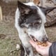image 3 of Pero Natural Dog Treats - Wild Boar Bites 1kg | Brown | 1kg | Wild Boar | 1