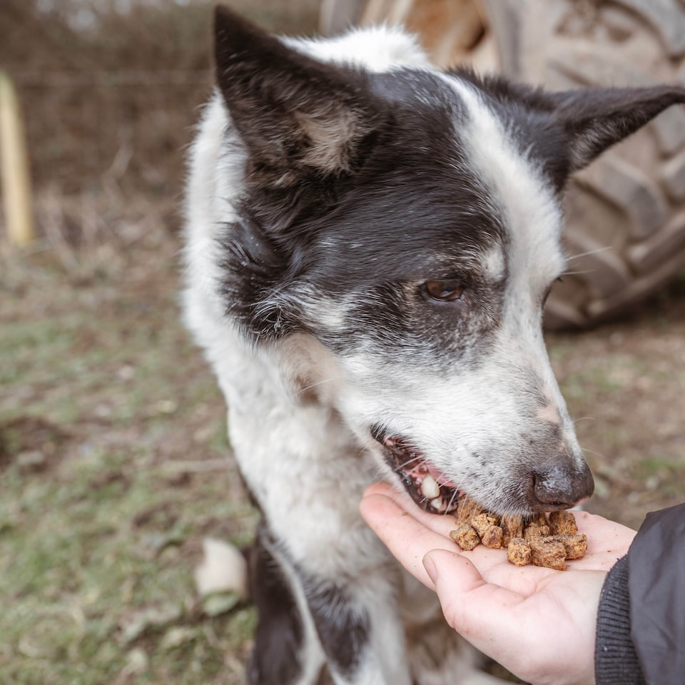 image 1 of Pero Natural Dog Treats - Wild Boar Bites 1kg | Brown | 1kg | Wild Boar | 1