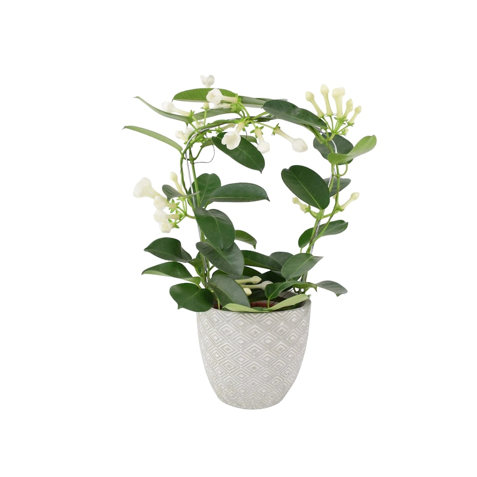 image 1 of Stephanotis Jasmine Hoop  Fragrant Indoor Flowering Plant in 12cm White Ceramic Pot