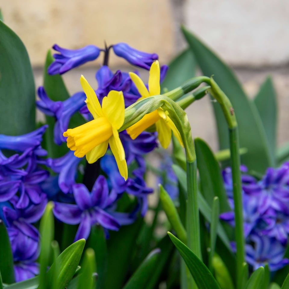 image 1 of Marshalls Garden Dwarf Daffodil Bulbs 'Tete a Tete' 100 bulbs