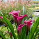 image 2 of Marshalls Garden Zantedeschia 'Royal Valentine' 2L plant | Multi | Purple | 2L Plants