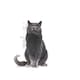 image 6 of Royal Canin Ageing Sterilised 12+ 4KG