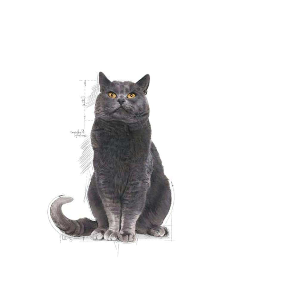 image 1 of Royal Canin Ageing Sterilised 12+ 4KG