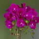 image 2 of 52cm Artificial Orchid Large - Dark Pink / Silver