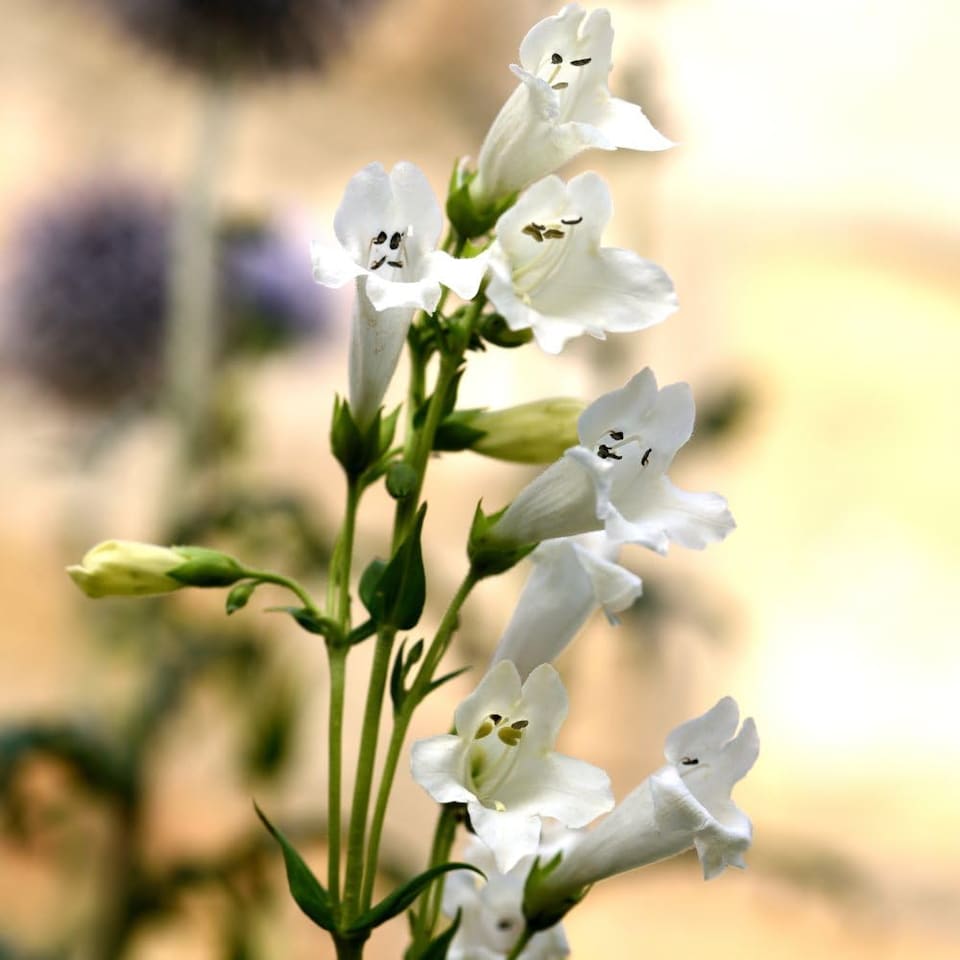 Penstemon Wedding Day 1 Litre Potted Plant x 1