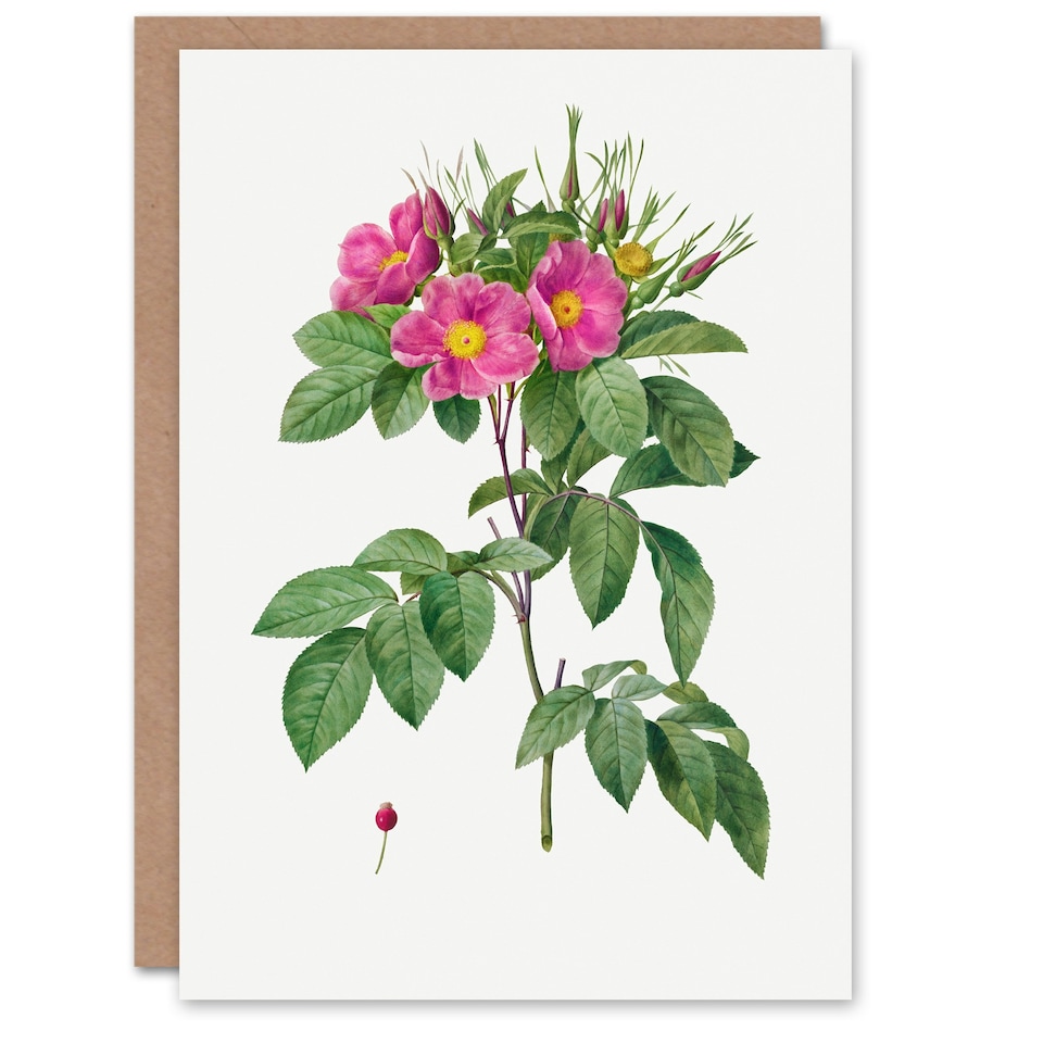 image 1 of Pierre-Joseph Redouté Art Card Vintage Carolina Rose Illustration