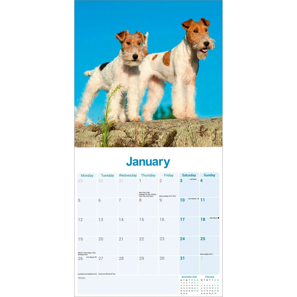 image 1 of Fox Terrier (Wire Haired) 2026 Calendar | Square Wall Calendar | Dog Breed Gift | Plastic Free Packaging | by Avonside Publishing