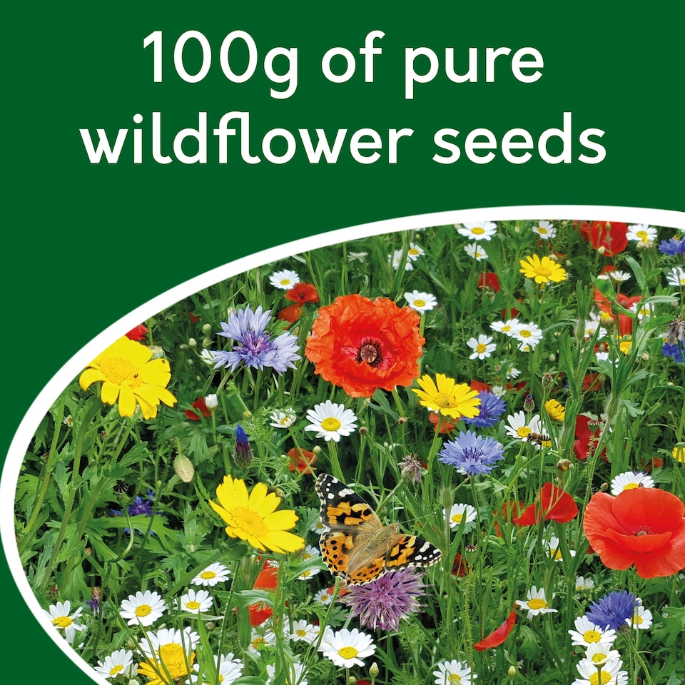 image 1 of Pronto Seed Pure Wildflower Seed Mix 100g, Covers 100m²